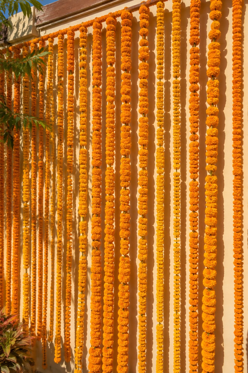 Marigold curtain against the wall, portrait