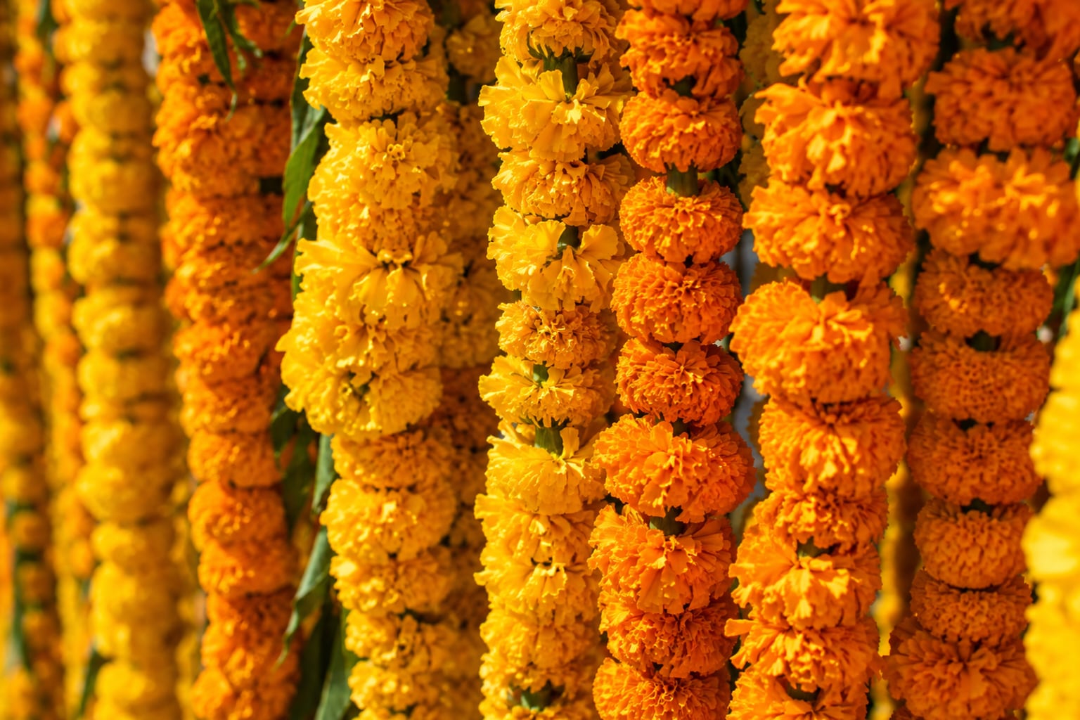 Marigold string detail